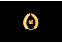 Proprio il punto giusto: stimolatori per stuzzicare il clitoride